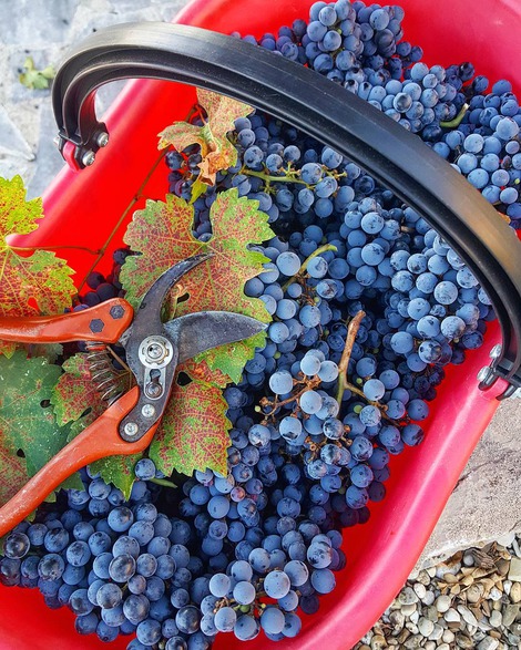 vendemmia-2017-ricasoli